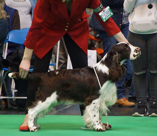 "Calvdale Keelman" at Crufts 2017, Photo: Martina Hladka