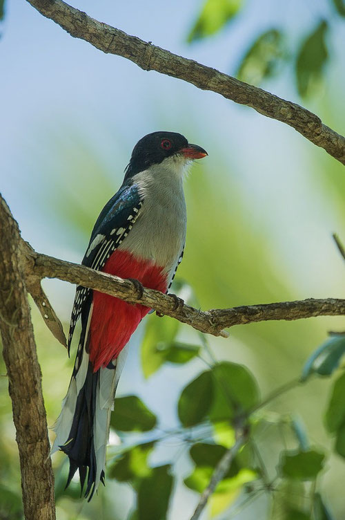 Der Tocororo, der Kubanische Nationalvogel