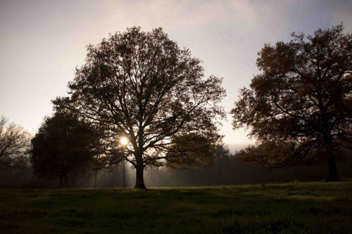 Bocage au petit matin...© H. et N. Braconnier