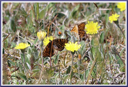 Wegerich-Scheckenfalter-Balz (links Weibchen, rechts Männchen), 13.05.2025, Zickersche Berge/Mecklenburg-Vorpommern.
