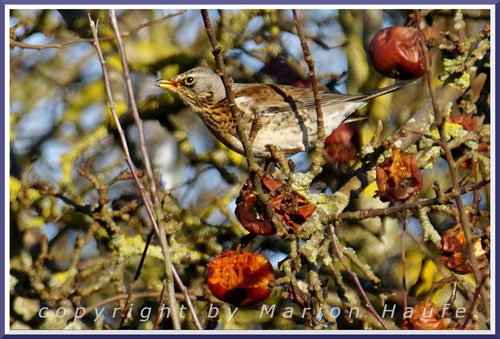Im Winter verlassene Kleingartenanlagen mit Obst tragenden Bäumen sind für die Vögel ideal, 08.02.2023, Barth/Mecklenburg-Vorpommern.