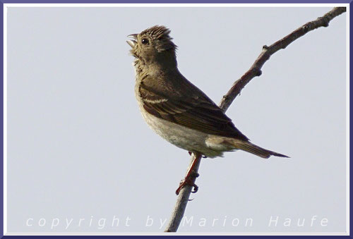 Noch nicht dreijähriges Männchen singend am Lobber Ort, 24.06.2020, Mönchgut/Rügen.