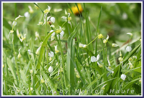 Seltsamer Lauch (Allium paradoxum), April, Staaken/Berlin.
