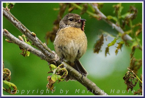 Schwarzkehlchen-Weibchen mit Futter für die Jungvögel, 24.05.2020, Flugfeld Staaken.