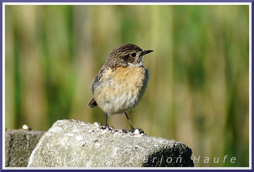 Schwarzkehlchen-Weibchen, 01.06.2020, Middelhagen/Rügen.