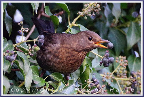 Amseln (hier ein Weibchen) finden sich im Winter regelmäßig in Beständen des Echten Efeus (Hedera helix) ein, 01.01.2020, Staaken/Berlin.