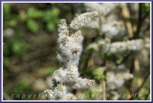 Weibliche Blüten der Sal-Weide im April.