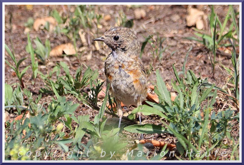 Bei diesem Jungvogel handelt es sich meiner Meinung nach um einen Gartenrotschwanz, 10.07.2025, Staaken/Berlin.