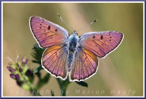 Männlicher Violetter Feuerfalter, 17.06.2025, Flugfeld Staaken/Berlin.