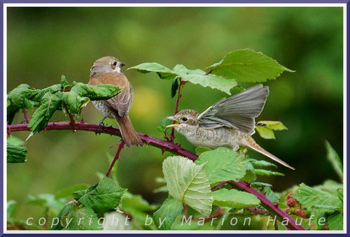 Auf Futter wartende Neuntöter-Jungvögel, 28.07.2023, Staaken/Berlin.