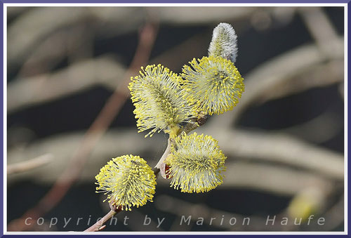 Männliche Blüten der Sal-Weide (Salix caprea) Ende März.