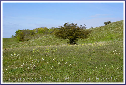 Lebensraum des Wegerich-Scheckenfalters - die artenreichen Wiesen in den Zickerschen Bergen auf Rügen.
