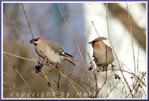 Seidenschwänze (Bombycilla garrulus) sind Wintergäste aus dem hohen Norden und fliegen nicht in jedem Jahr bei uns ein, 29.01.2024, Barth/Mecklenburg-Vorpommern.