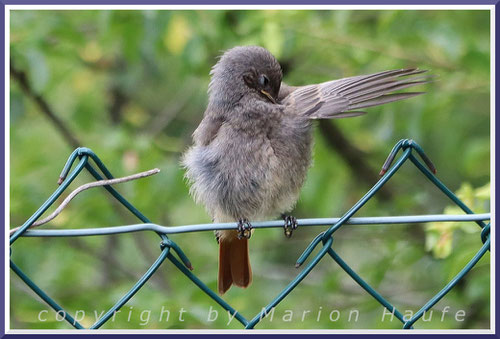 Hausrotschwanz-Jungvogel, 13.07.2025, Staaken/Berlin.