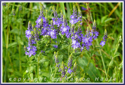 Großer Ehrenpreis (Veronica teucrium)