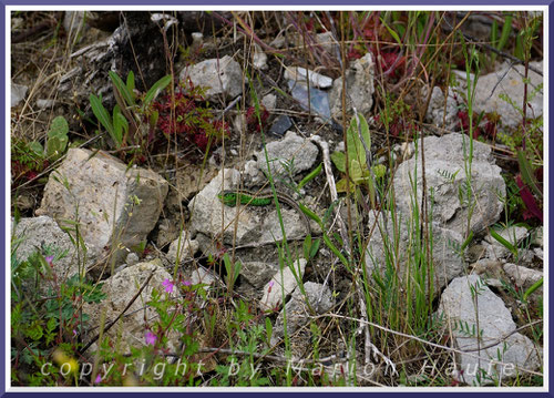 Männliche Zauneidechse (Lacerta agilis) in der Nähe ihres Baues (Loch unter dem Stein, auf dem sie sitzt), 22.05.2022, Staaken/Berlin.