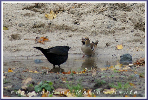 Allerdings mögen sie es nicht, wenn ihnen andere Vögel an der Tränke bzw. Badestelle zu nahe kommen, 25.10.2015, Hahneberg/Berlin.