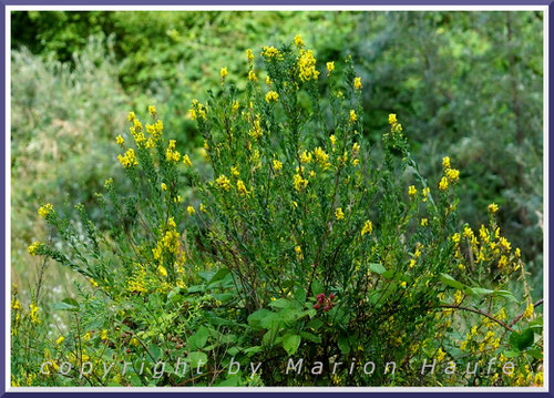 Färberginster (Genista tinctoria).