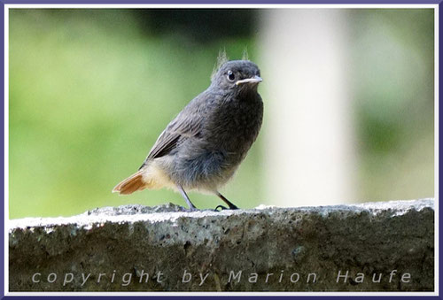 Hausrotschwanz-Jungvogel, 21.07.2019, Staaken/Berlin.