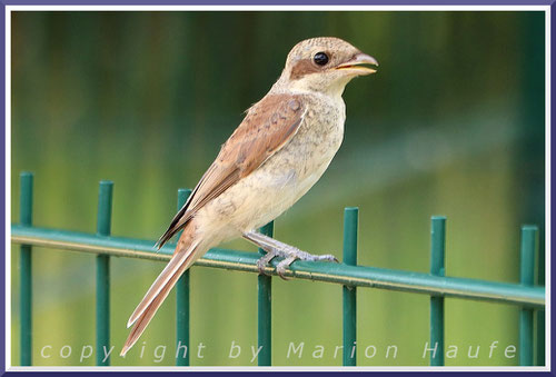 Neuntöter-Jungvogel, 11.07.2024, Staaken/Berlin.