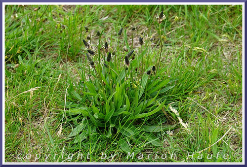Spitzwegerich (Plantago lanceolata)
