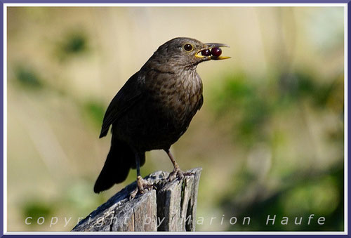 Amsel-Weibchen mit den Beeren der Traubenkirsche (Prunus padus) im Schnabel, 03.07.2022, Hahneberg/Berlin.