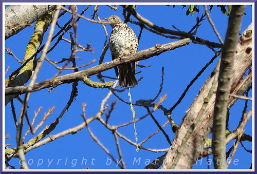 Das, was aus der Misteldrossel wieder rauskommt, ähnelt einer Perlenkette und ist wohl der schönste Vogelkot unserer Vogelwelt, 24.02.2024, Staaken/Berlin.