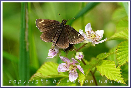 Spiegelfleck-Dickkopffalter (Heteropterus morpheus), 02.07.2020, Darßwald/Mecklenburg-Vorpommern.