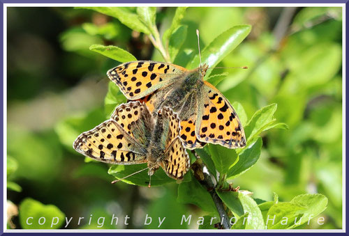 Paarung Kleiner Perlmutterfalter (oben Weibchen, unten Männchen), 22.04.2025, Flugfeld Staaken.
