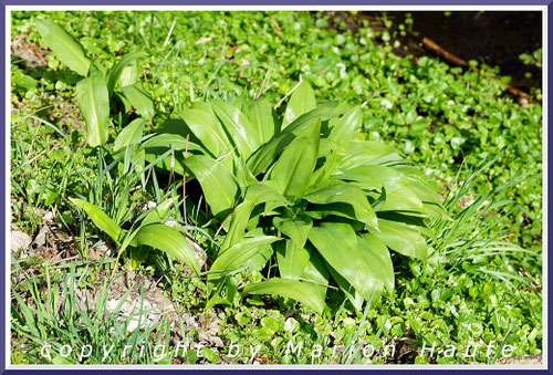 Blätter des Bärlauchs (Allium ursinum), April, Land Brandenburg.