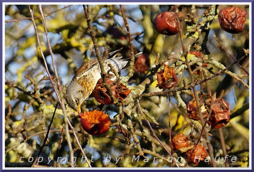Wacholderdrossel in einem winterlichen Apfelbaum, 08.02.2023, Barth/Mecklenburg-Vorpommern.