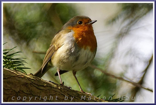 Rotkehlchen (Erithacus rubecula) begleiten uns durch das gesamte Jahr und sind regelmäßige Gäste an Futterstellen, 29.04.2018, Prerow/Mecklenburg-Vorpommern.