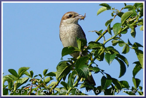 Neuntöter-Weibchen sitzen mit dem Futter für die Jungen oft erst einmal in der Nähe des Nestes, 27.07.2019, Flugfeld Staaken/Berlin.
