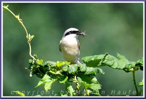 Neuntöter (Lanius collurio) leben ausschließlich von tierischer Kost, 03.07.2022, Hahneberg/Berlin.