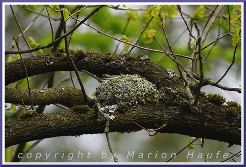 Brütendes Buchfinken-Weibchen im gut getarnten Nest, 06.05.2021, Staaken/Berlin.