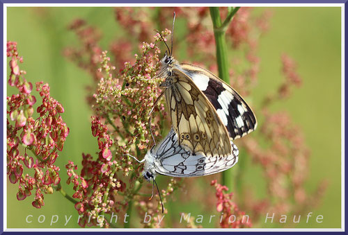 Schachbrettfalter mit sehr heller Flügelunterseite, 17.06.2023, Flugfeld Staaken/Berlin.