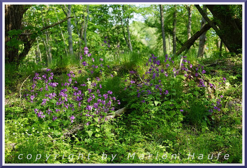 An Wald- und Wegrändern gedeiht die Knoblauchsrauke, 02.05.2022, ehemaliges Krankenhaus West-Staaken/Berlin.