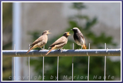 Nach dem Verlassen des Nestes werden die Jungvögel noch eine Weile von den Altvögeln versorgt, 14.07.2024, Staaken/Berlin.
