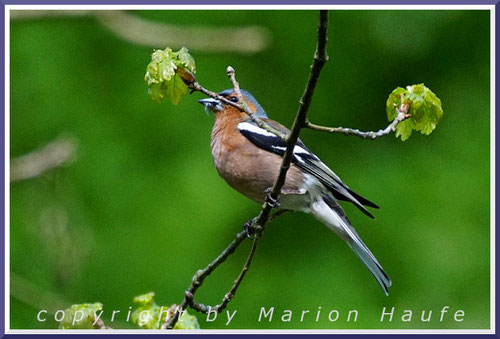 Männlicher Buchfink mit erbeuteten Insekten für die Nestlinge, 15.05.2021, Staaken/Berlin.