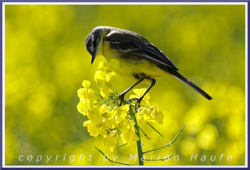 Für die Männchen ist der höchste Stängel im Revier gerade gut genug, 29.05.2019, Lobbe/Mecklenburg-Vorpommern.