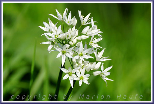 Bärlauch (Allium ursinum), Ende April, Land Brandenburg.