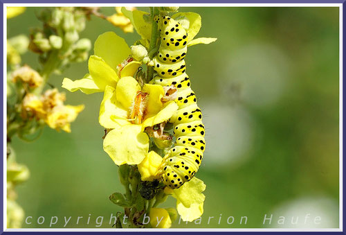 Auch Schmetterlingsraupen sind Kunstwerke der Natur: Raupe des Späten Königskerzenmönchs, 13.07.2020, Flugfeld Staaken/Berlin.