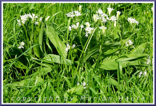 Der Bärlauch (Allium ursinum) trägt breite Blätter und in Vollblüte einen rundlichen Blütenstand mit vielen Einzelblüten, April, Land Brandenburg.