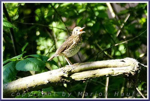 Jungvogel im Unterholz, der sich durch lautstarke Bettelrufe verrät, 11.06.2021, Hahneberg/Berlin.