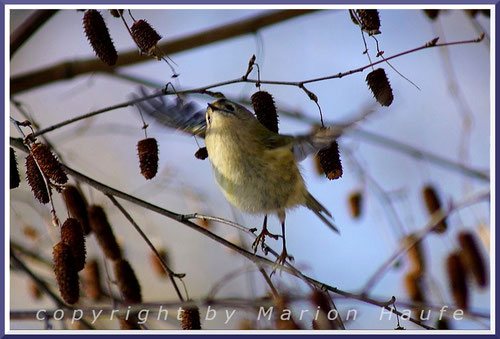 Wintergoldhähnchen, 29.01.2017, Staaken/Berlin.