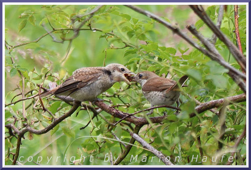 Ein Neuntöter-Weibchen füttert einen Jungvogel, 13.07.2025, Flugfeld Staaken/Berlin.
