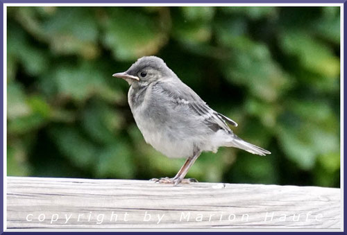 Bachstelzen-Nachwuchs, der kurz zuvor das Nest verlassen hat, 04.06.2020, Lobbe/Mecklenburg-Vorpommern. 