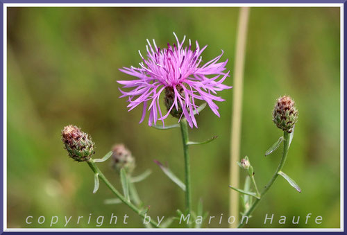 Gemeine Wiesen-Flockenblume (Centaurea jacea)