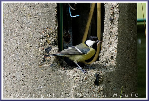 Kohlmeise mit einer Raupe für die Jungvögel am Nistplatz, 10.05.2020, Staaken/Berlin.