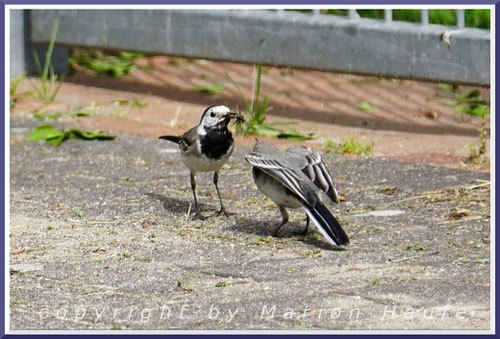 Ein Jungvogel bettelt erfolgreich um Futter, 16.06.2022, Lobbe/Mecklenburg-Vorpommern.